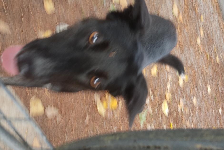 Fundmeldung Hund rassenmischung Weiblich Saint-Hilaire-de-Riez Frankreich