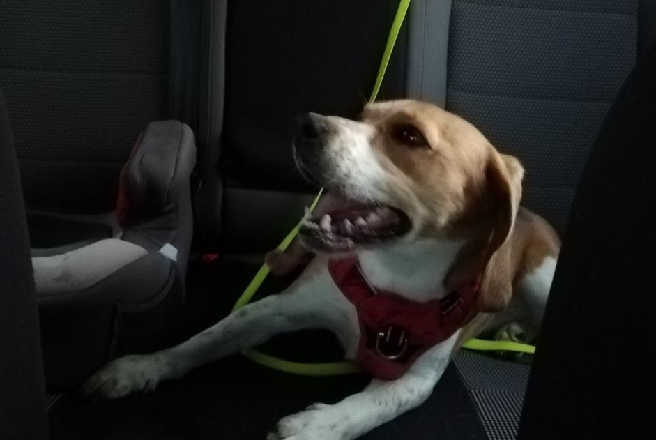 Fundmeldung Hund  Weiblich Nesmy Frankreich