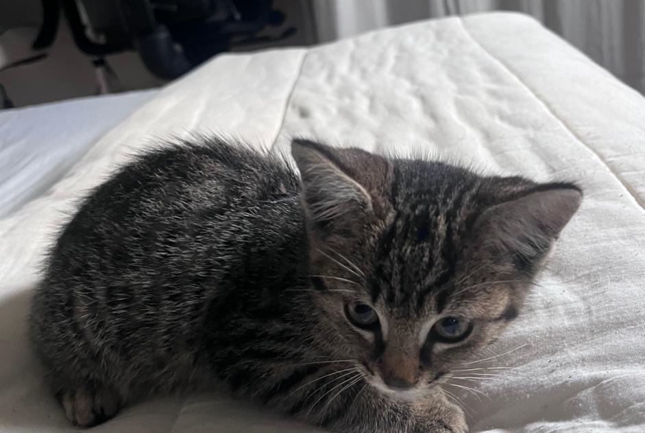 Fundmeldung Katze Unbekannt La Roche-sur-Yon Frankreich