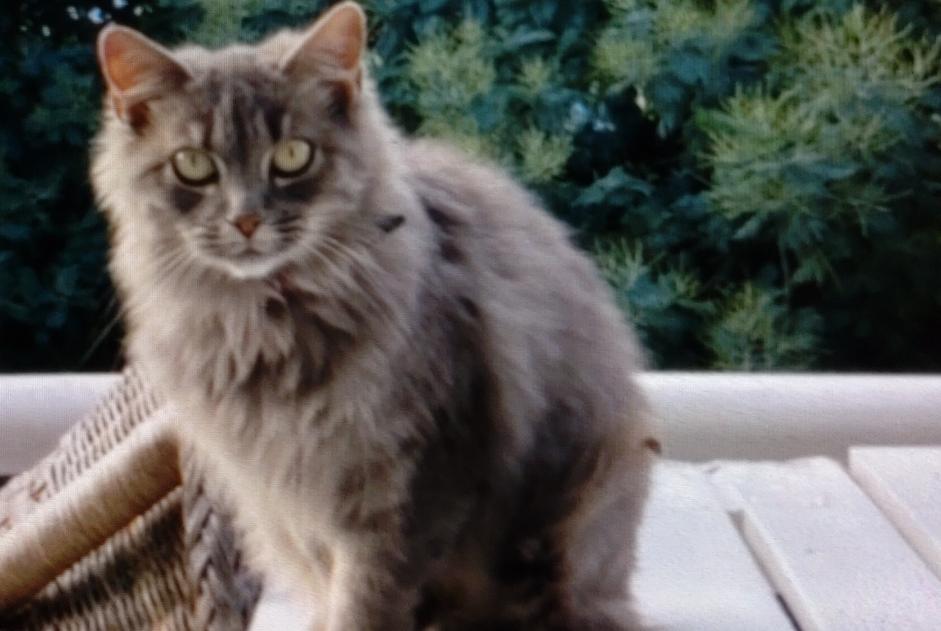 Fundmeldung Katze rassenmischung Weiblich Noirmoutier-en-l'Île Frankreich