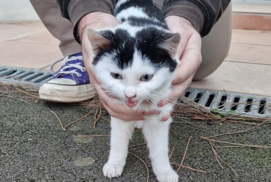 Fundmeldung Katze Weiblich Les Sables-d'Olonne Frankreich