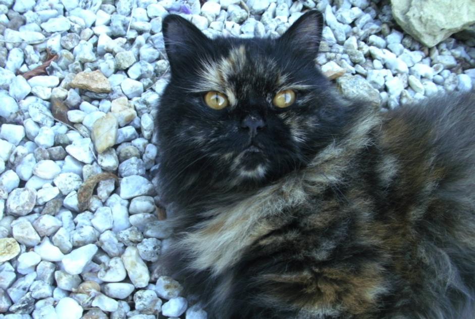 Vermisstmeldung Katze  Weiblich , 5 jahre Saint-Gervais Frankreich