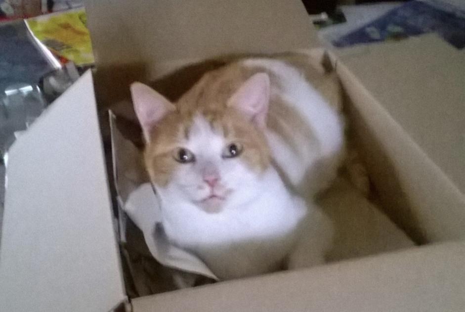 Vermisstmeldung Katze rassenmischung Männliche , 8 jahre La Barre-de-Monts Frankreich