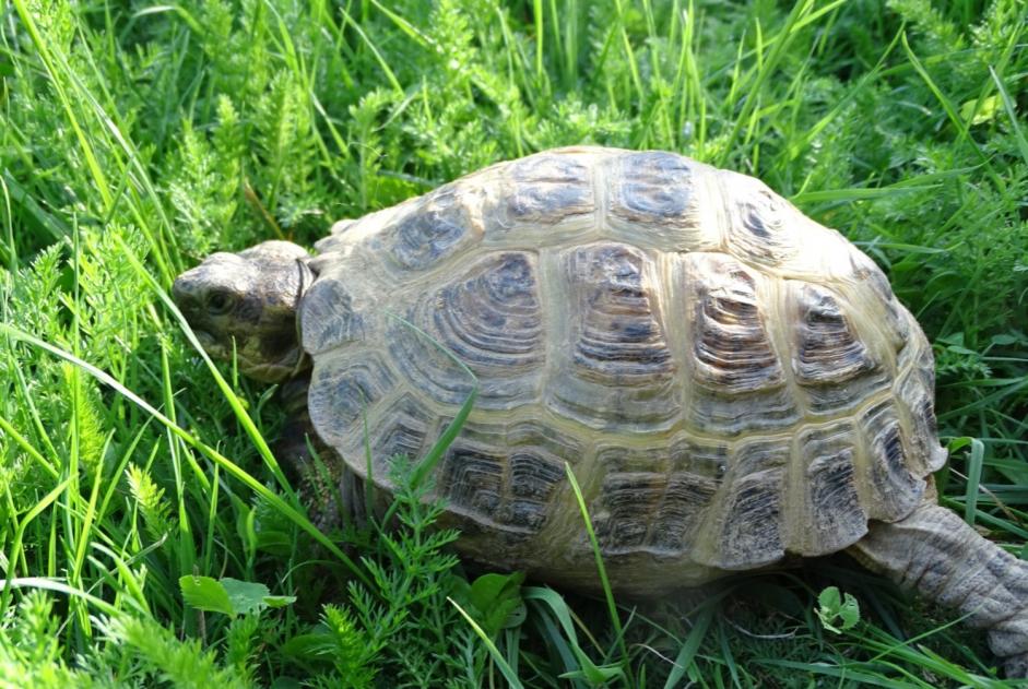 Vermisstmeldung Schildkröte Weiblich Saint-Denis-la-Chevasse Frankreich