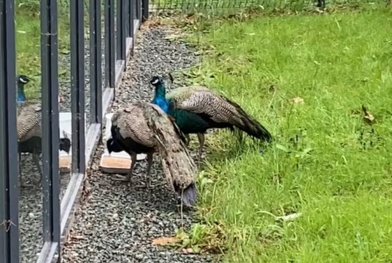 Fundmeldung Vogel Männliche La Roche-sur-Yon Frankreich