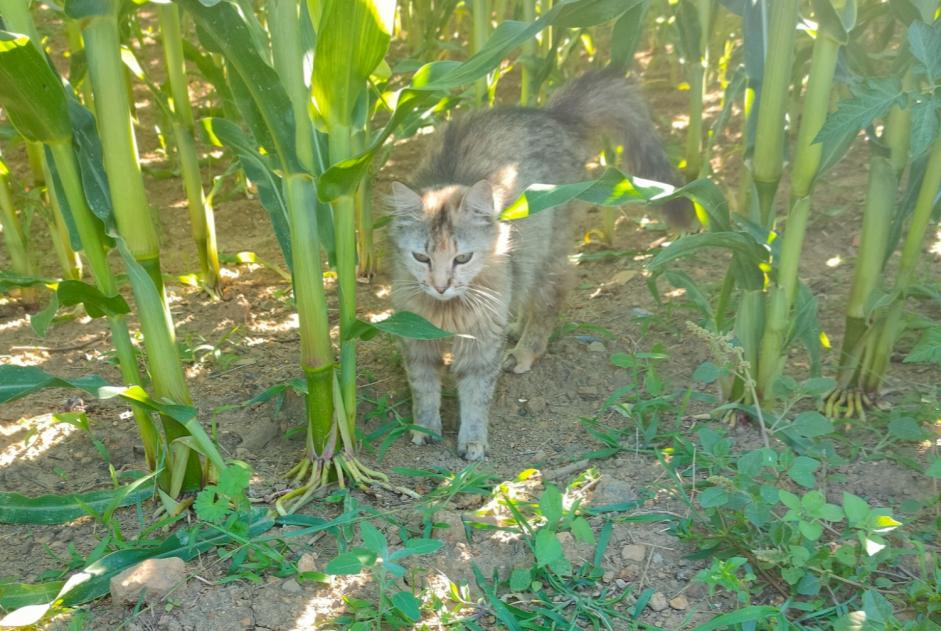 Discovery alert Cat Female , 2 years Montréverd France