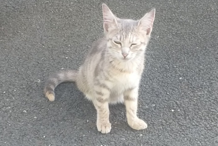 Discovery alert Cat Unknown Mouchamps France