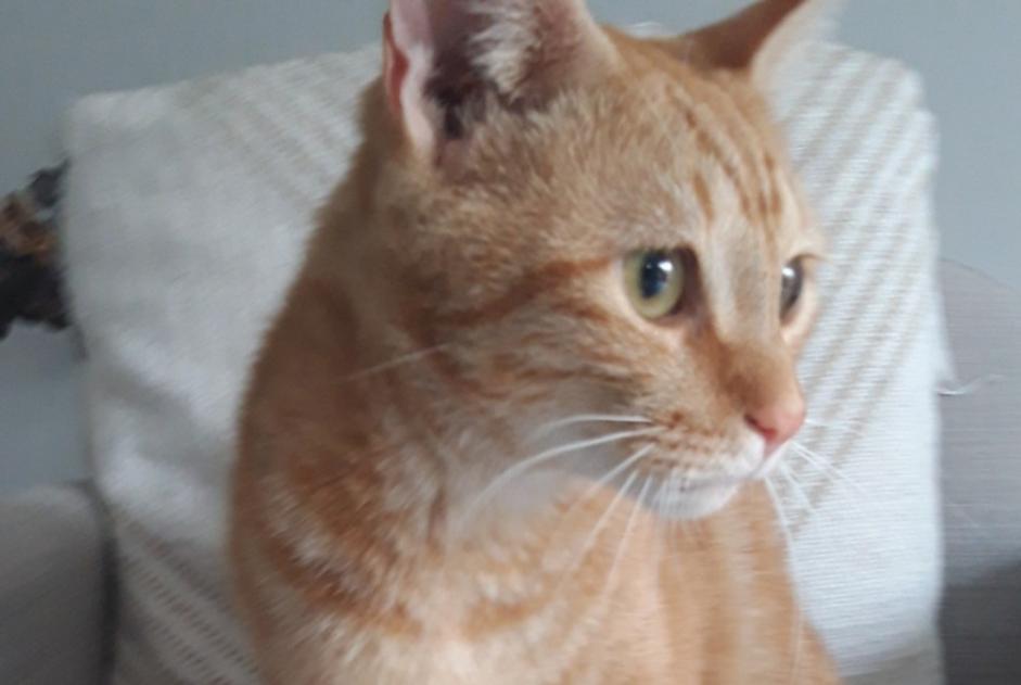 Discovery alert Cat Male La Roche-sur-Yon France
