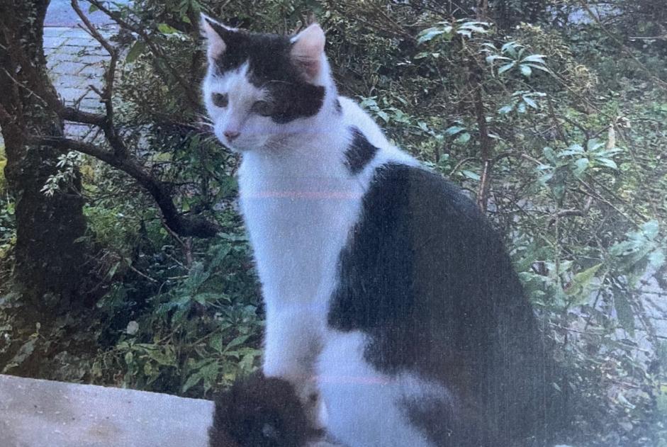 Disappearance alert Cat  Male , 2 years La Roche-sur-Yon France