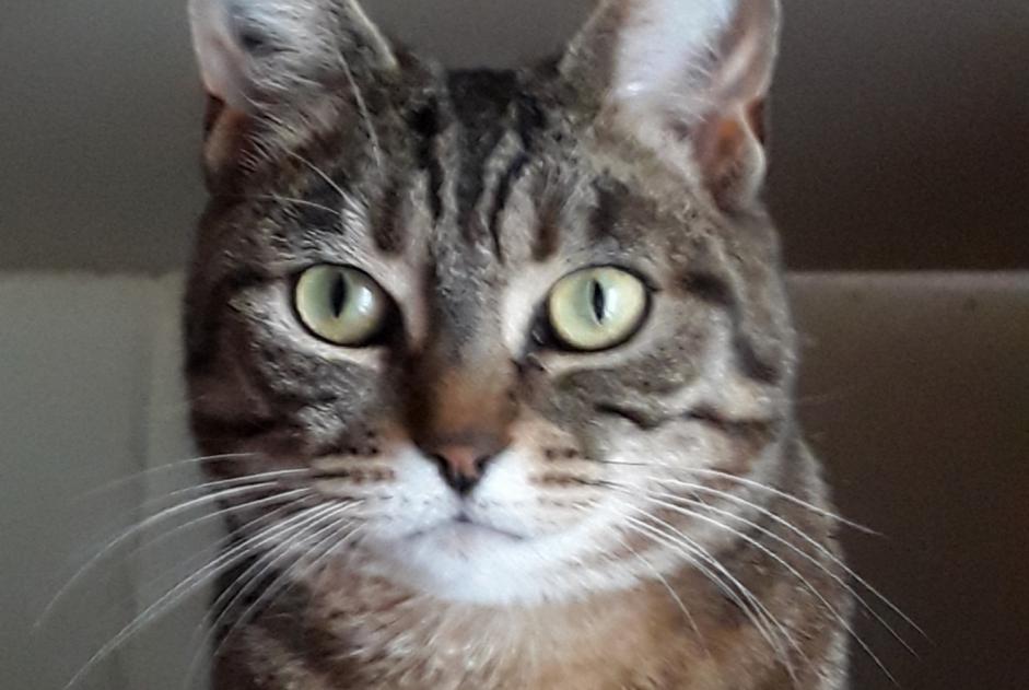 Disappearance alert Cat Female , 5 years Challans France