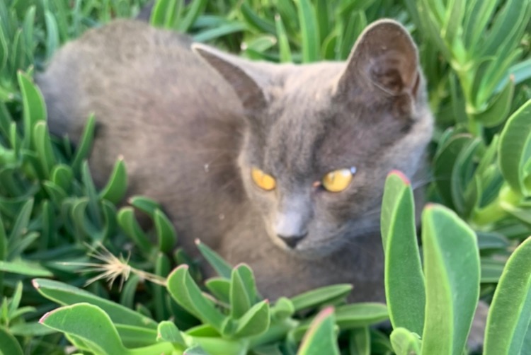 Disappearance alert Cat miscegenation Female , 1 years Les Sables-d'Olonne France