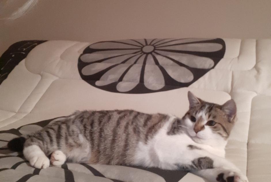 Disappearance alert Cat Male , 1 years Rives-d'Autise France
