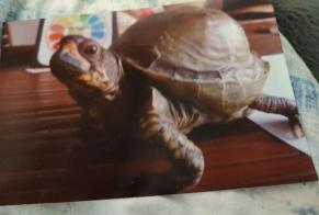 Disappearance alert Tortoise Male , 2024 years Saint-Laurent-sur-Sèvre France