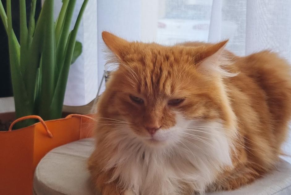 Alerta de Desaparición Gato  Macho , 3 años Talmont-Saint-Hilaire Francia