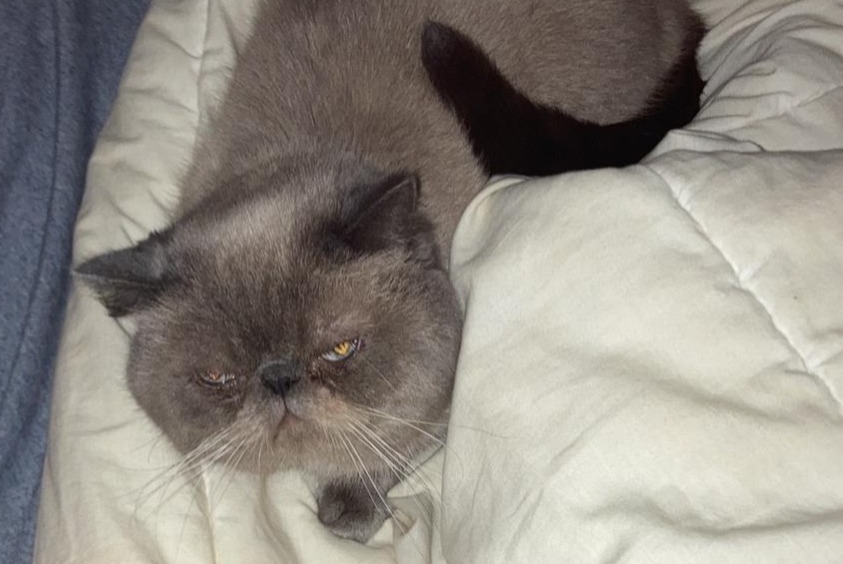 Alerta de Desaparición Gato cruce Macho , 4 años Grosbreuil Francia