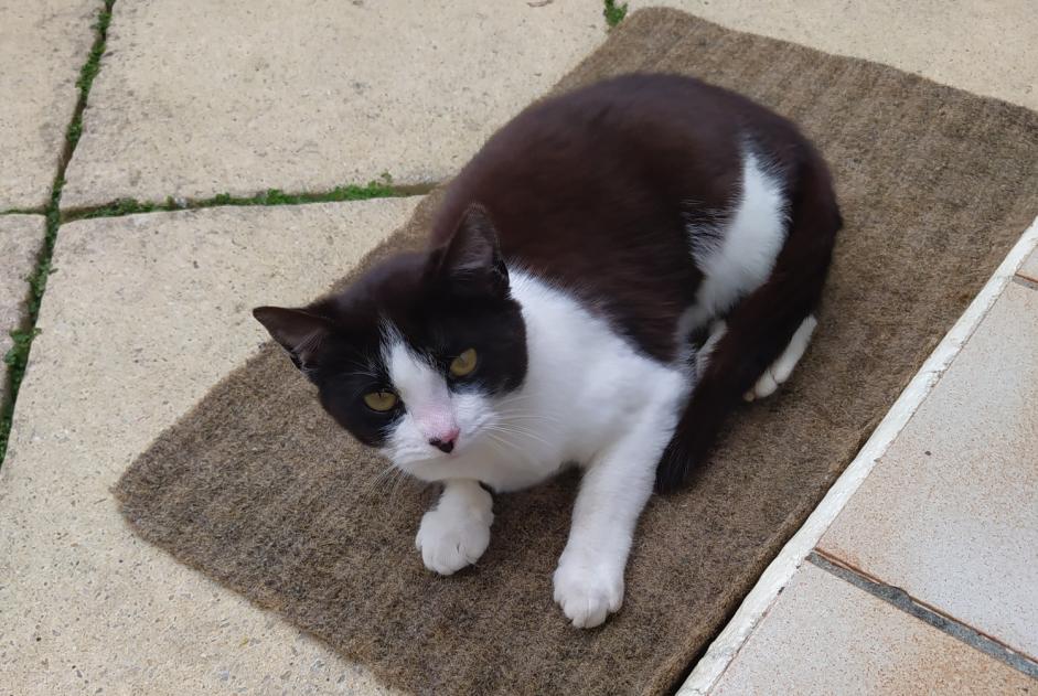 Alerta de Hallazgo Gato  Hembra Les Herbiers Francia