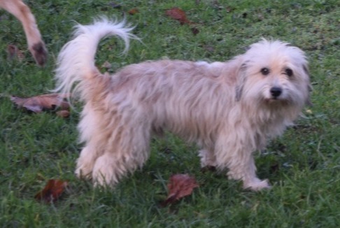 Alerta de Desaparición Perro cruce Macho , 12 años Saint-Laurent-sur-Sèvre Francia