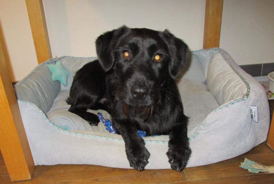Alerta de Desaparición Perro cruce Macho , 2 años La Roche-sur-Yon Francia