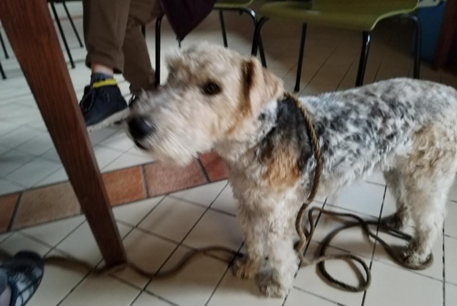 Alerta de Hallazgo Perro  Macho La Bernardière Francia