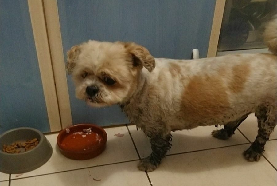 Alerta de Hallazgo Perro Macho Challans Francia