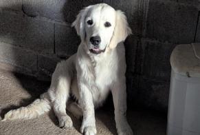 Alerta de Hallazgo Perro  Macho Saint-Mars-la-Réorthe Francia