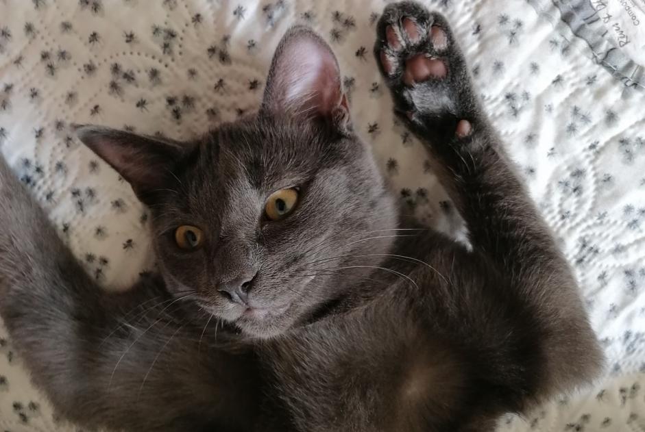 Alerte Disparition Chat croisement Mâle , 3 ans Le Perrier France