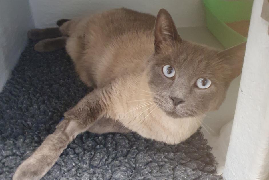 Alerte Disparition Chat Mâle , 4 ans Vendrennes France