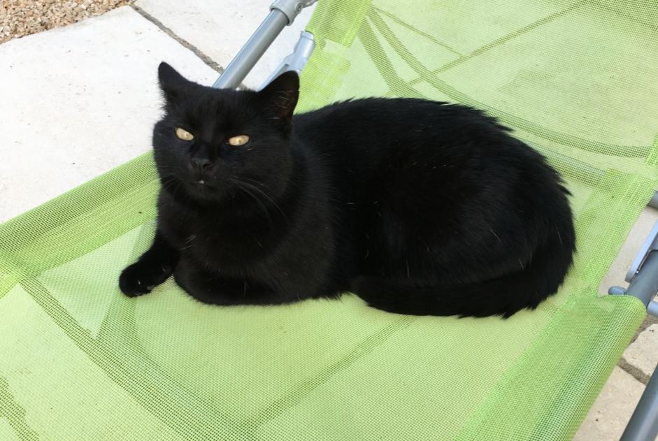 Alerte Disparition Chat Femelle , 11 ans Saint-Jean-de-Monts France Alerte Disparition Chat Femelle , 11 ans Saint-Jean-de-Monts France