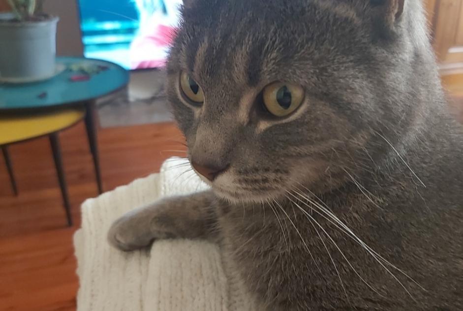 Alerte Disparition Chat Femelle , 3 ans Les Sables-d'Olonne France Alerte Disparition Chat Femelle , 3 ans Les Sables-d'Olonne France