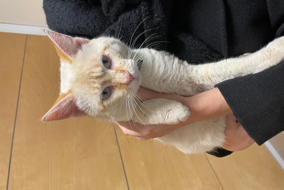 Alerte Découverte Chat Mâle La Roche-sur-Yon France