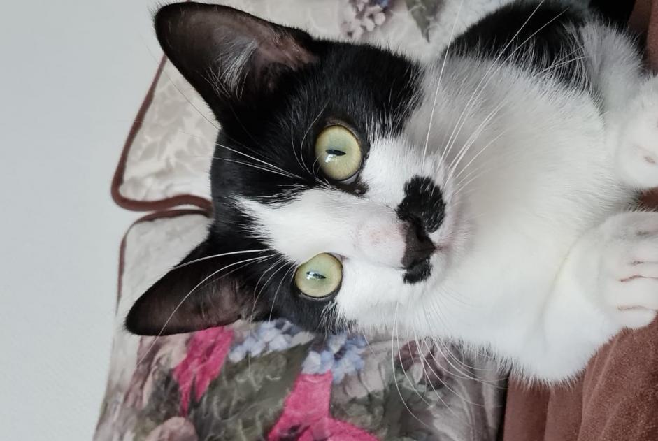 Alerte Découverte Chat Mâle La Roche-sur-Yon France