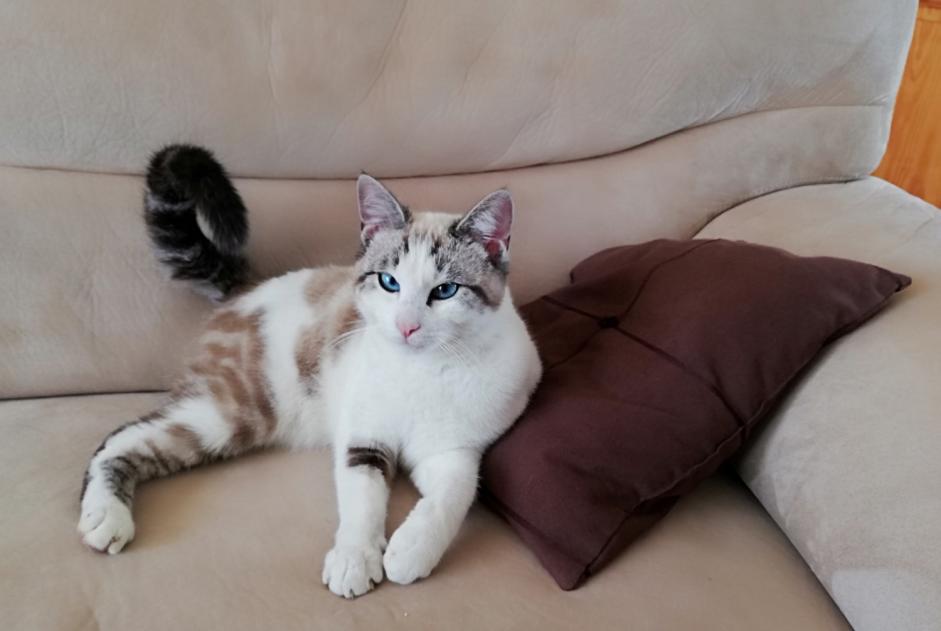 Alerte Découverte Chat Mâle Essarts-en-Bocage France
