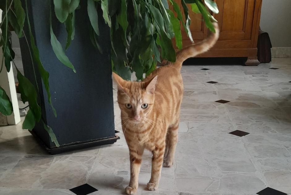 Alerte Découverte Chat Mâle La Roche-sur-Yon France