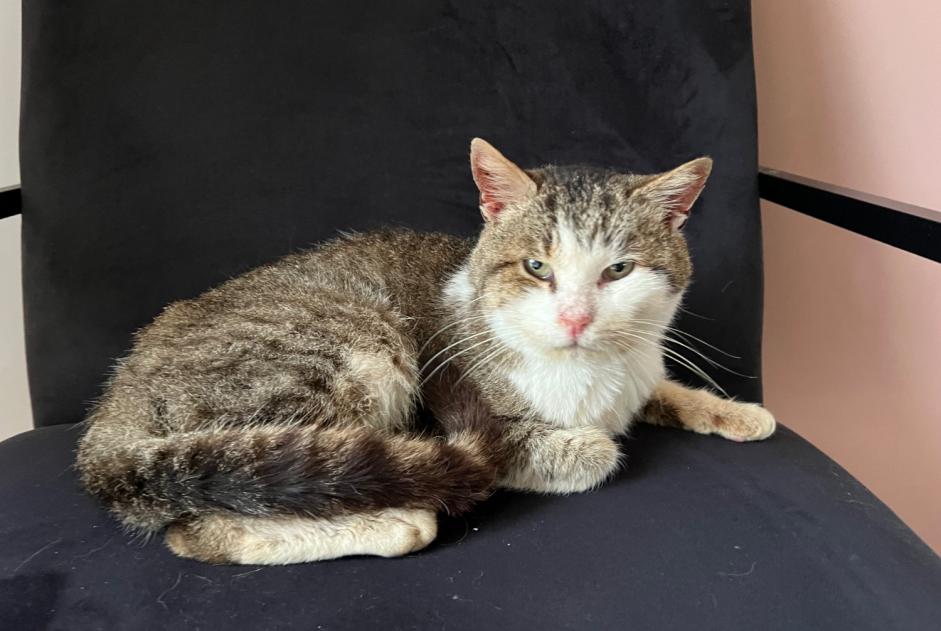 Alerte Découverte Chat Mâle Moutiers-les-Mauxfaits France