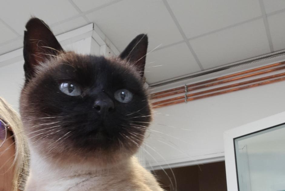 Alerte Découverte Chat Femelle Challans France Alerte Découverte Chat Femelle Challans France