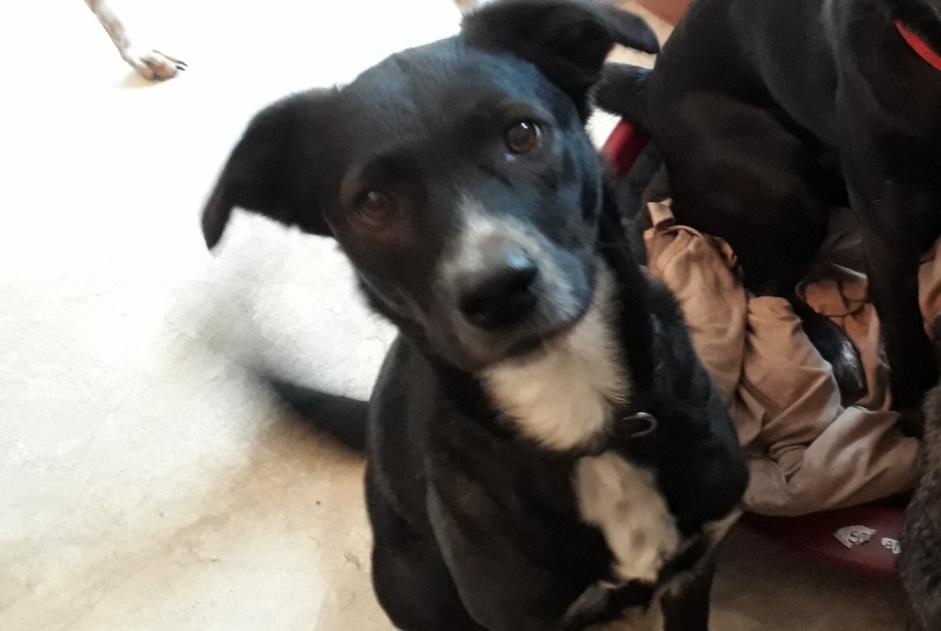 Alerte Disparition Chien croisement Femelle , 7 ans Soullans France Alerte Disparition Chien croisement Femelle , 7 ans Soullans France