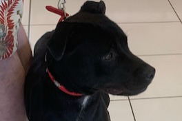 Alerte Découverte Chien croisement Femelle Saint-Jean-de-Monts France