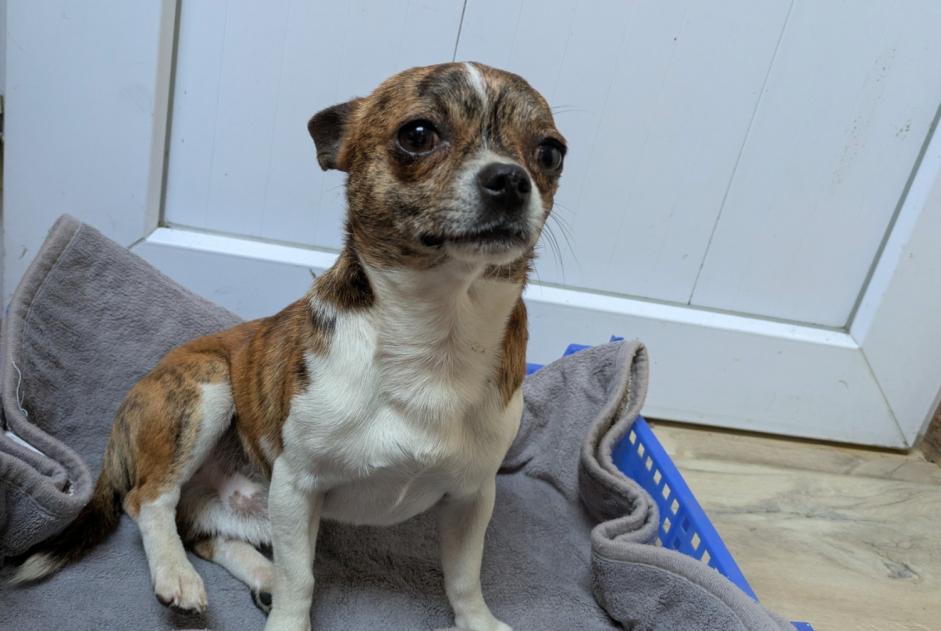 Alerte Découverte Chien croisement Mâle , 5 ans Chantonnay France