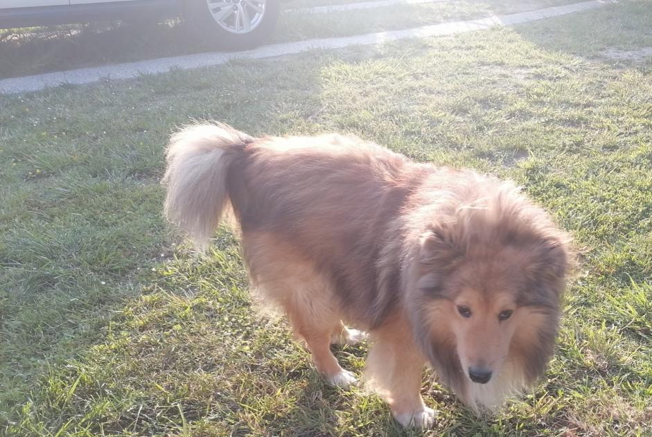 Alerte Découverte Chien  Mâle Les Sables-d'Olonne France