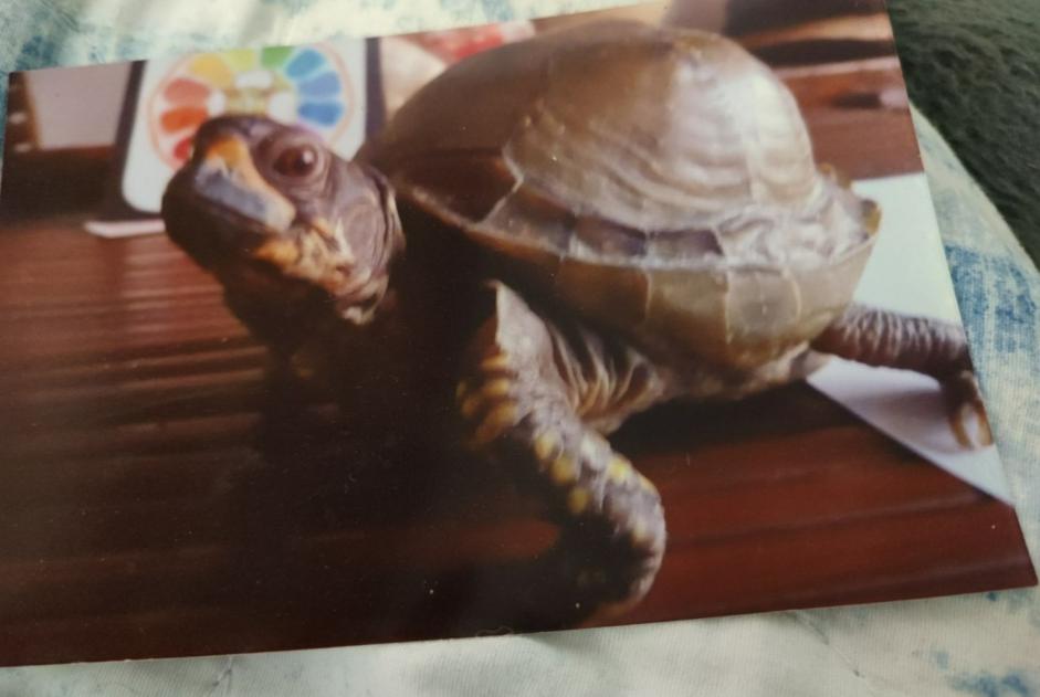 Alerte Disparition Tortue Mâle , 2024 ans Saint-Laurent-sur-Sèvre France