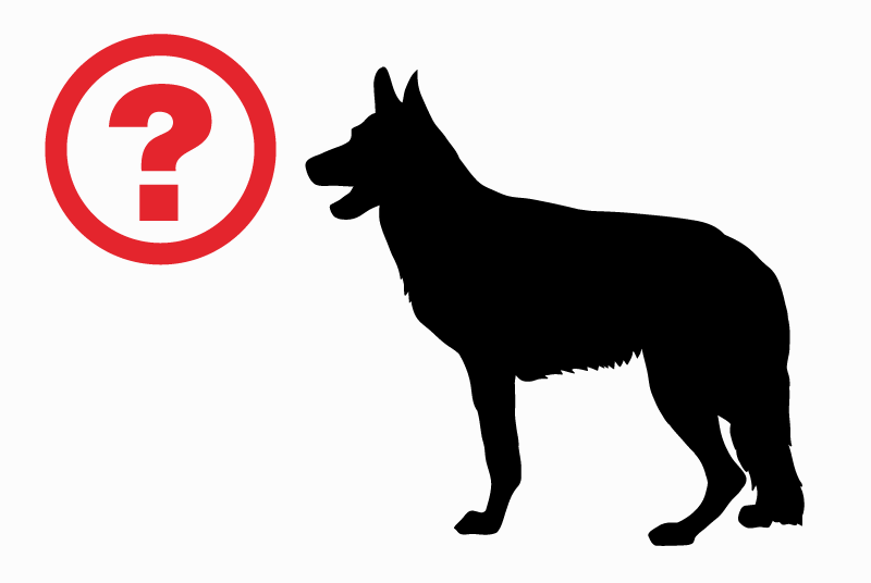Alerta de Hallazgo Perro Hembra Sèvremont Francia