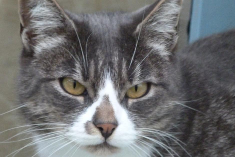 Avviso scomparsa Gatto Maschio , 10 anni Brem-sur-Mer Francia