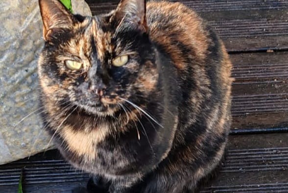 Avviso scomparsa Gatto Femmina , 4 anni Les Sables-d'Olonne Francia Avviso scomparsa Gatto Femmina , 4 anni Les Sables-d'Olonne Francia