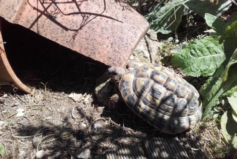 Vermësstemeldung Schildkröt Männlech La Roche-sur-Yon France