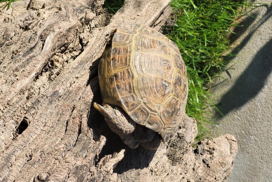 Verdwijningsalarm Andere Reptile tortue des steppes  Vrouwtje , 2022 jaar Château-d'Olonne Frankrijk