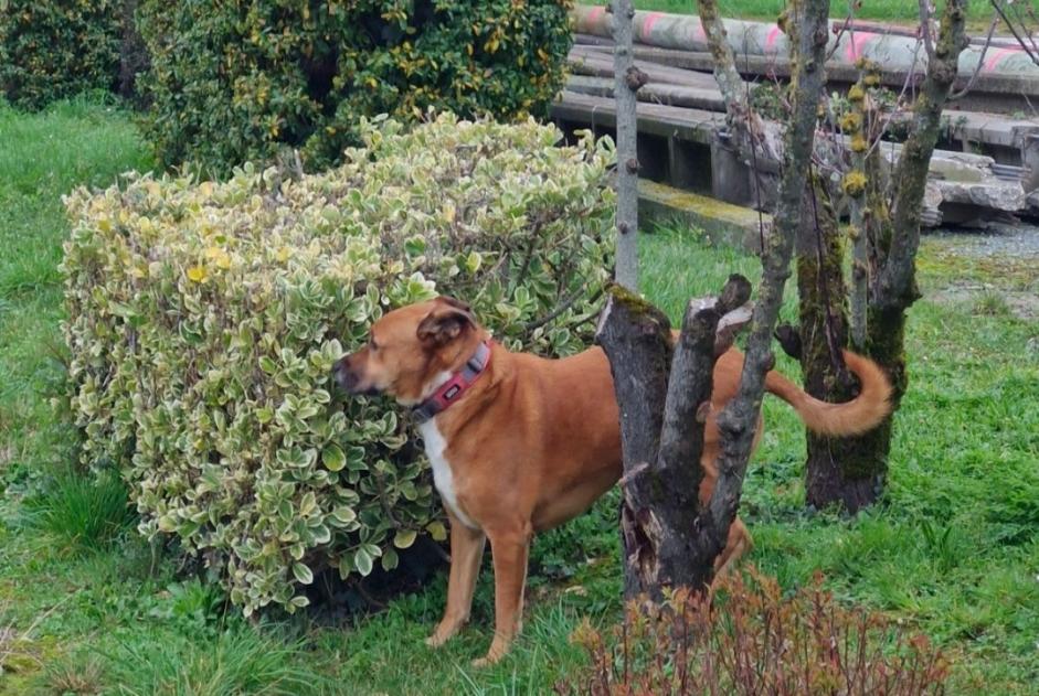 Ontdekkingsalarm Hond rassenvermenging Mannetje Les Velluire-sur-Vendée Frankrijk