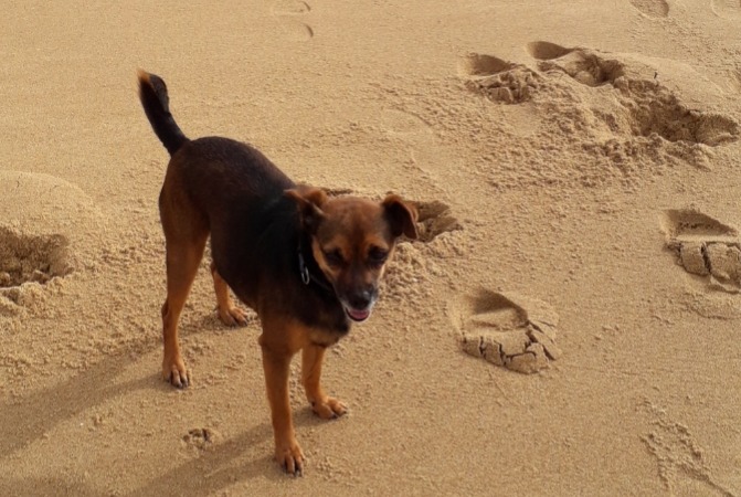 Verdwijningsalarm Hond rassenvermenging Vrouwtje , 5 jaar Olonne-sur-Mer Frankrijk