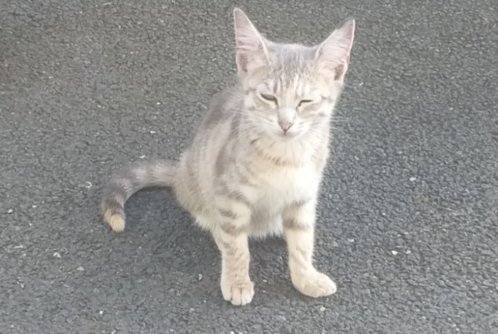 Ontdekkingsalarm Kat Onbekend Mouchamps Frankrijk