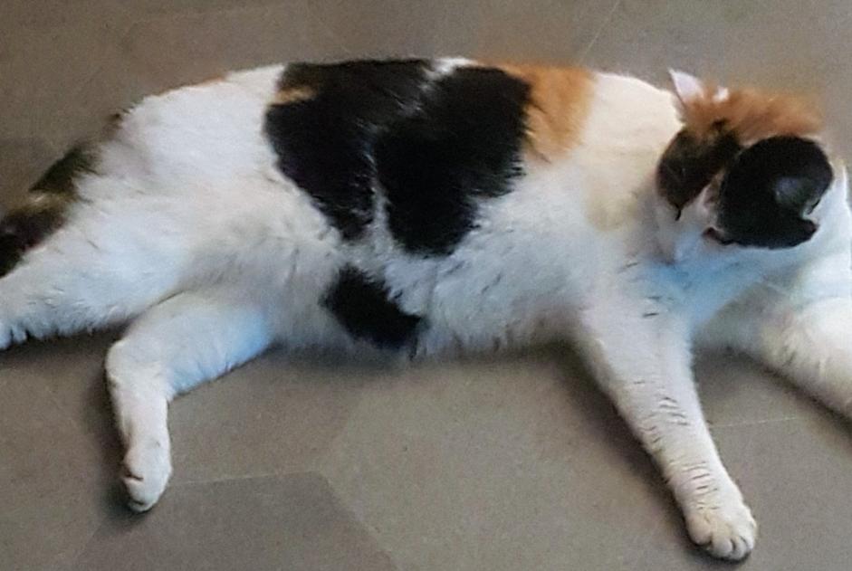 Verdwijningsalarm Kat rassenvermenging Vrouwtje , 2 jaar Chantonnay Frankrijk Verdwijningsalarm Kat rassenvermenging Vrouwtje , 2 jaar Chantonnay Frankrijk