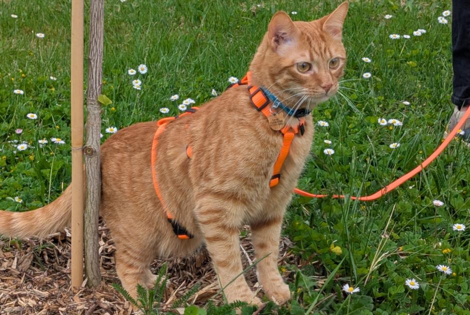 Verdwijningsalarm Kat Mannetje , 2 jaar Longeville-sur-Mer Frankrijk Verdwijningsalarm Kat Mannetje , 2 jaar Longeville-sur-Mer Frankrijk